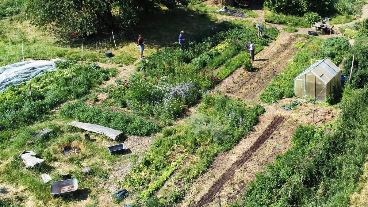 LaMa Gartengemüse Feld